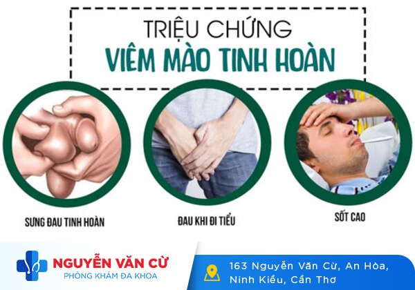 Sưng Đỏ Tinh Hoàn Là Triệu Chứng Của Bệnh Lý Gì?