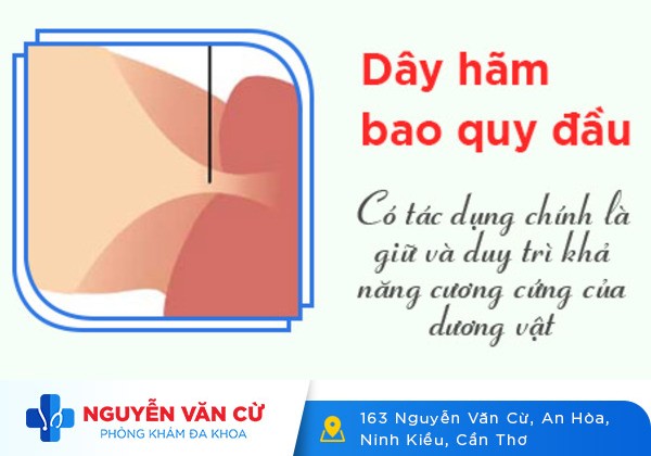 Dây hãm bao quy đầu – Những điều nam giới cần biết